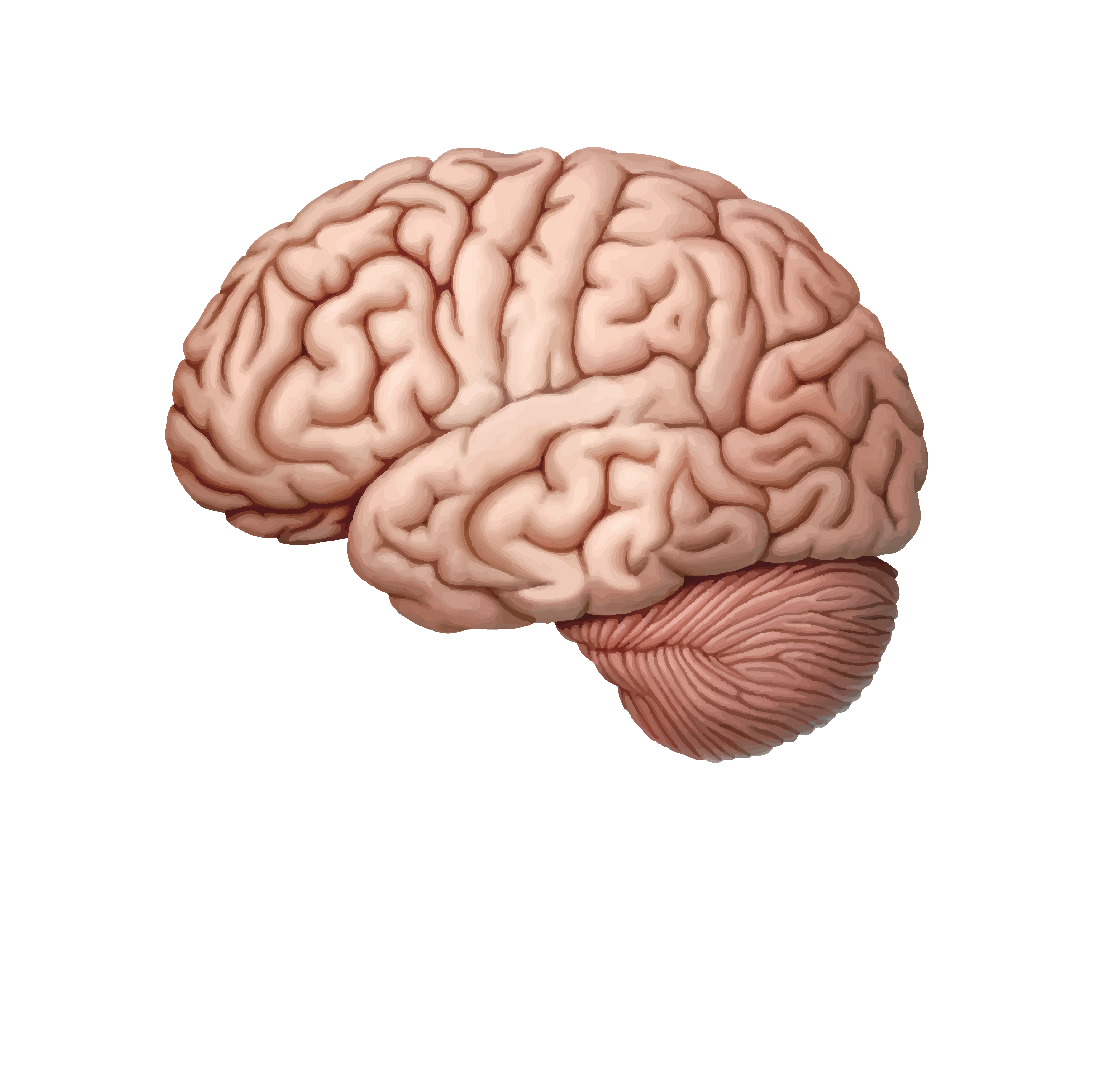 Brochures  Aging & Brain Health Alliance: A University- Community  Collaboration